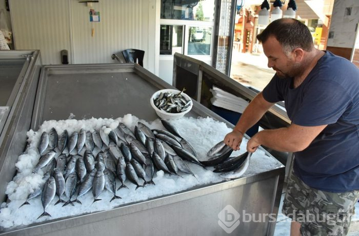 Sezonun ilk palamutları tezgahlardaki yerini aldı