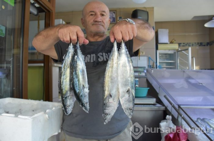 Sezonun ilk palamutları tezgahlardaki yerini aldı
