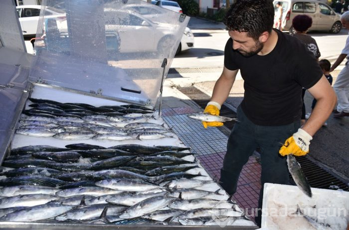 Sezonun ilk palamutları tezgahlardaki yerini aldı