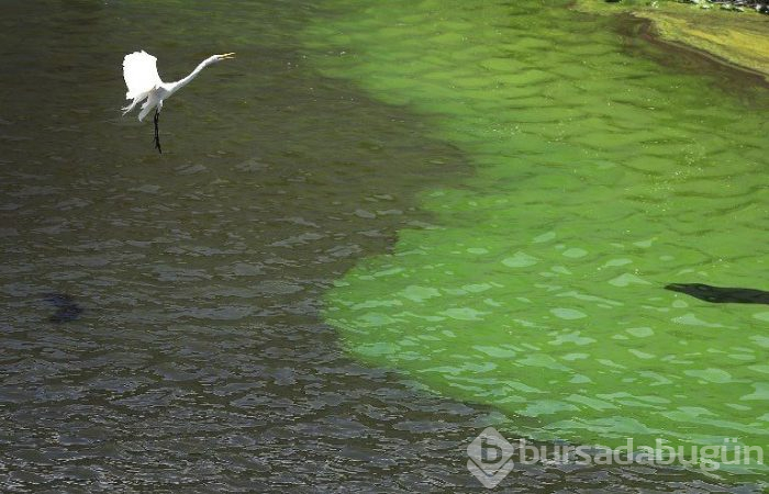 Florida'da "zehirli algler" OHAL ilan ettirdi
