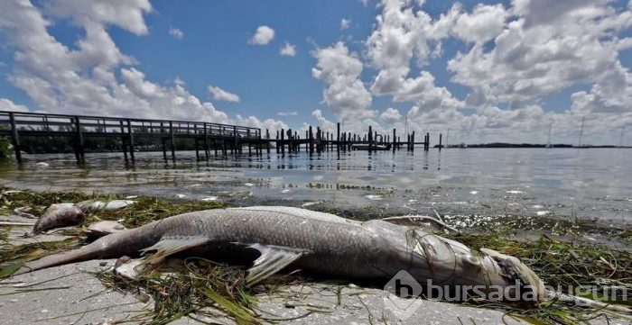 Florida'da "zehirli algler" OHAL ilan ettirdi