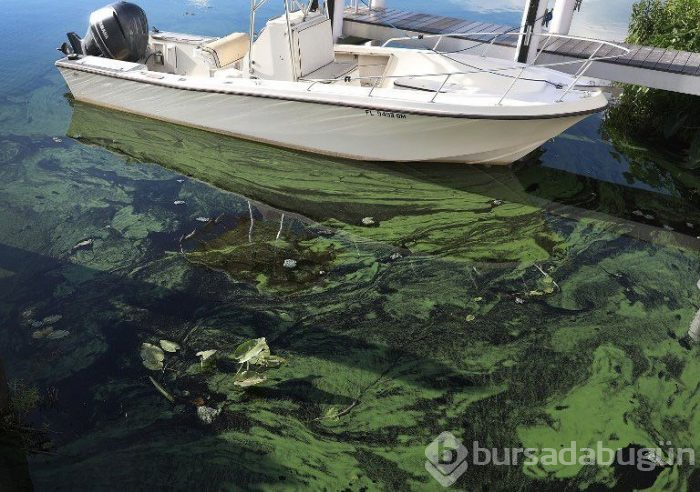 Florida'da "zehirli algler" OHAL ilan ettirdi