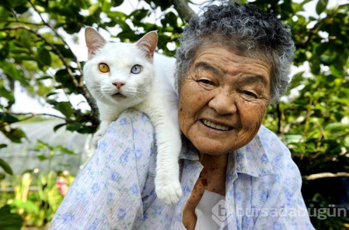 8 Ağustos Dünya Kediler Günü ('Bir kap su mama'yı unutmayın)
