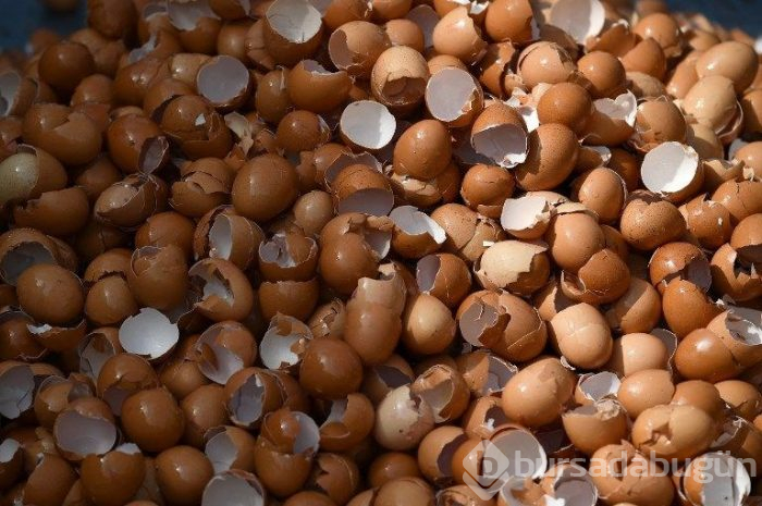 Belçika'da 10 bin yumurtalı dev omlet