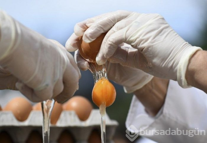 Belçika'da 10 bin yumurtalı dev omlet