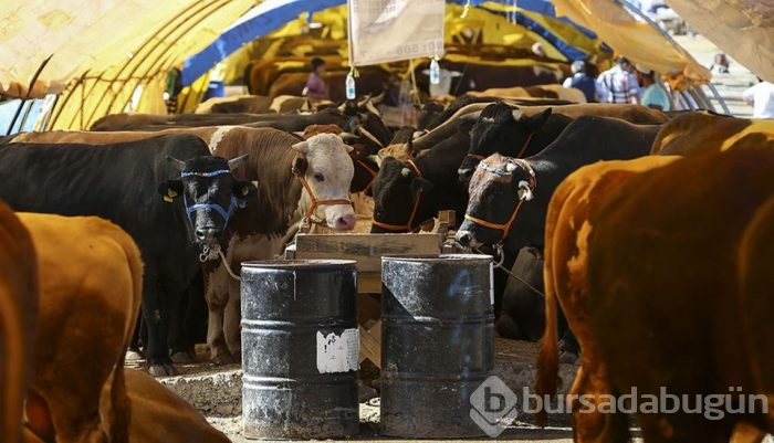 Kurban seçiminde nelere dikkat edilmeli? (Kimler kurban kesmeli, kurban eti nasıl dağıtılır?)