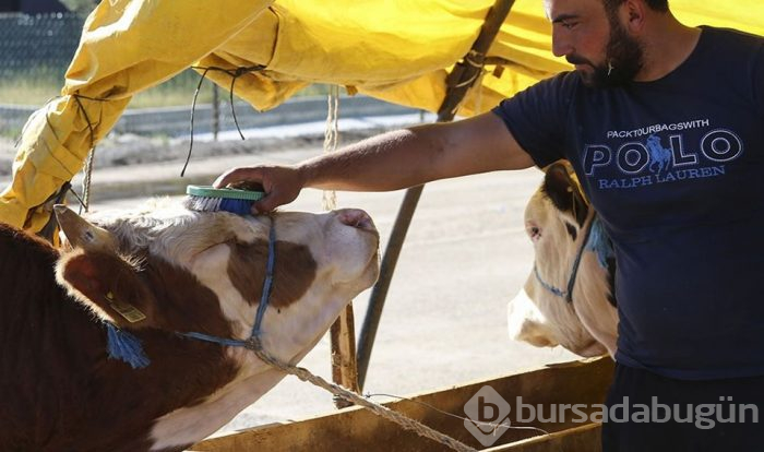 Kurban seçiminde nelere dikkat edilmeli? (Kimler kurban kesmeli, kurban eti nasıl dağıtılır?)