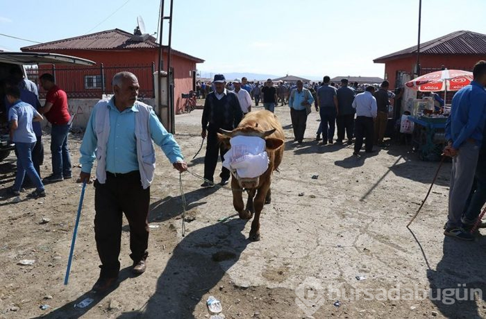 Kurban seçiminde nelere dikkat edilmeli? (Kimler kurban kesmeli, kurban eti nasıl dağıtılır?)