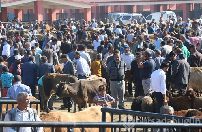 Kurban seçiminde nelere dikkat edilmeli? (Kimler kurban kesmeli, kurban eti nasıl dağıtılır?)