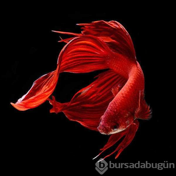 Balıkların dünyasına bir de böylebakın