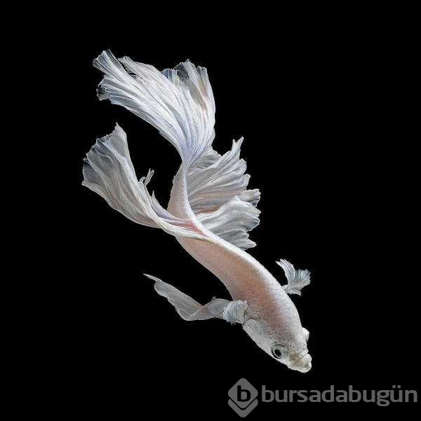 Balıkların dünyasına bir de böylebakın