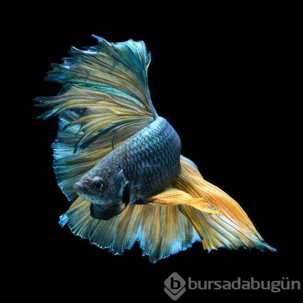 Balıkların dünyasına bir de böylebakın