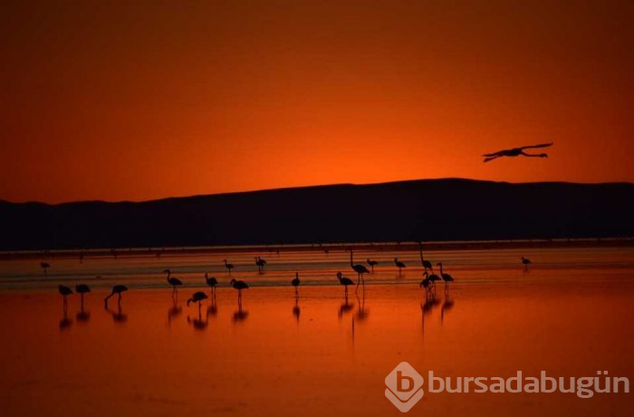 Flamingo cenneti 'Tuz Gölü'