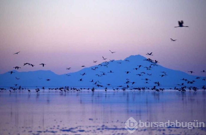 Flamingo cenneti 'Tuz Gölü'