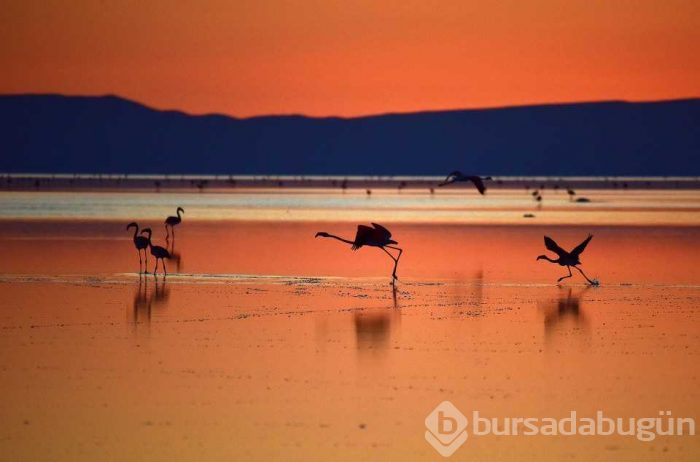 Flamingo cenneti 'Tuz Gölü'
