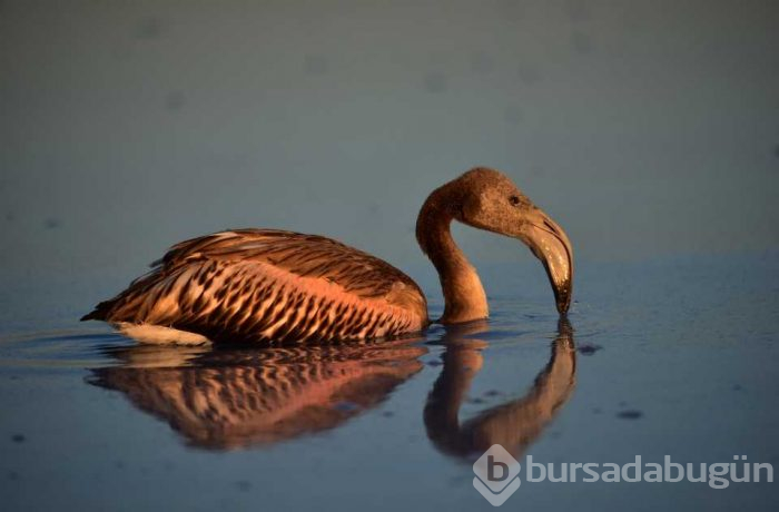 Flamingo cenneti 'Tuz Gölü'