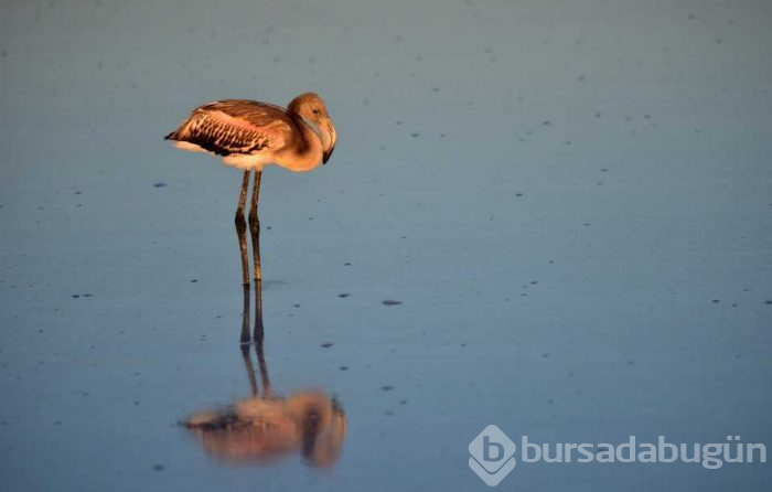 Flamingo cenneti 'Tuz Gölü'
