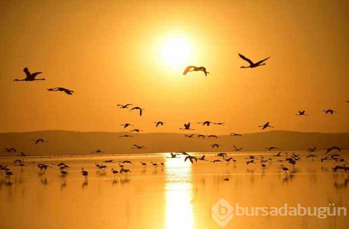 Flamingo cenneti 'Tuz Gölü'