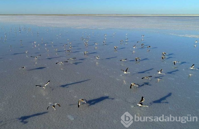 Flamingo cenneti 'Tuz Gölü'