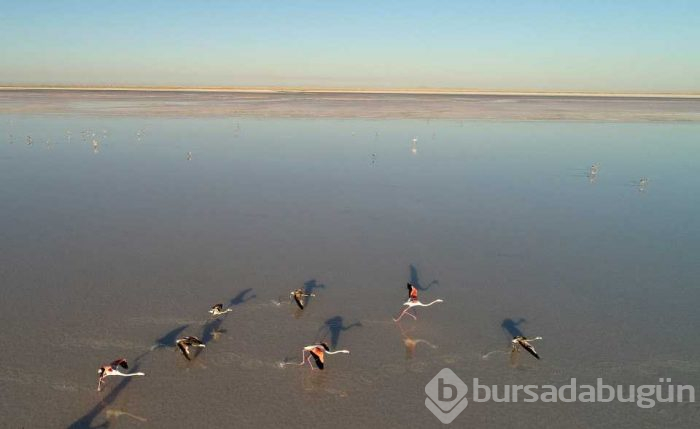 Flamingo cenneti 'Tuz Gölü'