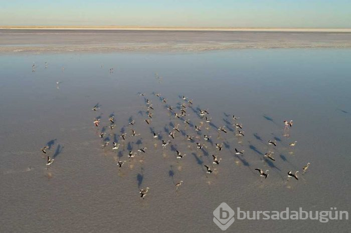 Flamingo cenneti 'Tuz Gölü'