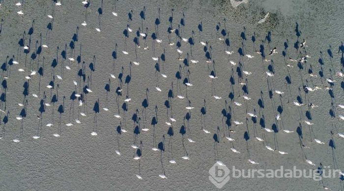 Flamingo cenneti 'Tuz Gölü'