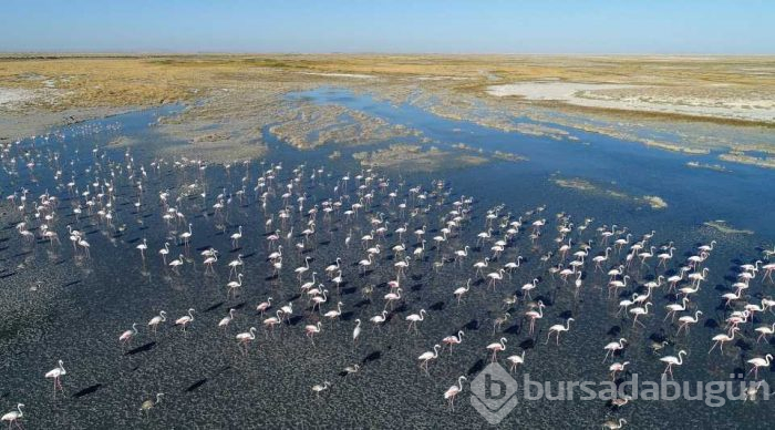 Flamingo cenneti 'Tuz Gölü'