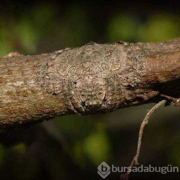 Doğanın en korkunç görüntüleri