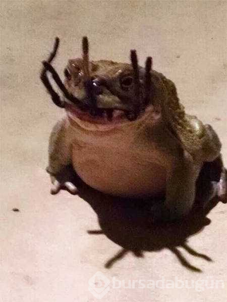 Doğanın en korkunç görüntüleri