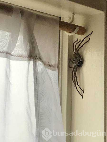 Doğanın en korkunç görüntüleri