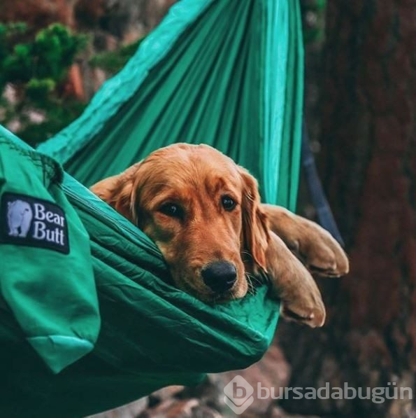 Doğa tutkunu kampçı köpekler (Köpeklerle kamp)