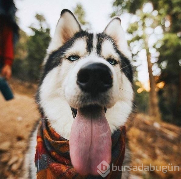 Doğa tutkunu kampçı köpekler (Köpeklerle kamp)