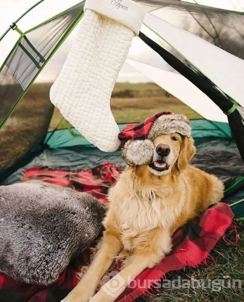 Doğa tutkunu kampçı köpekler (Köpeklerle kamp)