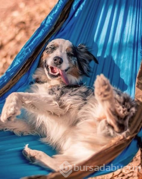 Doğa tutkunu kampçı köpekler (Köpeklerle kamp)