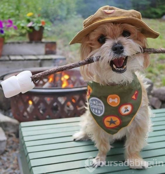 Doğa tutkunu kampçı köpekler (Köpeklerle kamp)