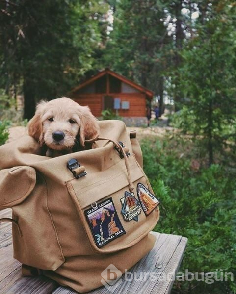 Doğa tutkunu kampçı köpekler (Köpeklerle kamp)