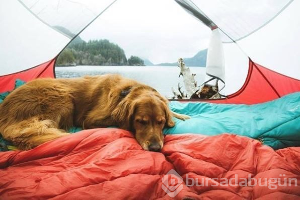 Doğa tutkunu kampçı köpekler (Köpeklerle kamp)