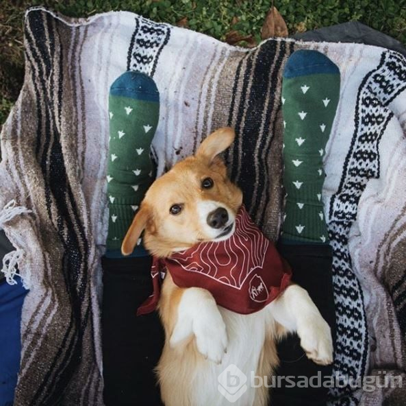 Doğa tutkunu kampçı köpekler (Köpeklerle kamp)
