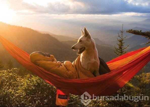 Doğa tutkunu kampçı köpekler (Köpeklerle kamp)