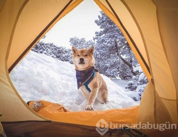 Doğa tutkunu kampçı köpekler (Köpeklerle kamp)