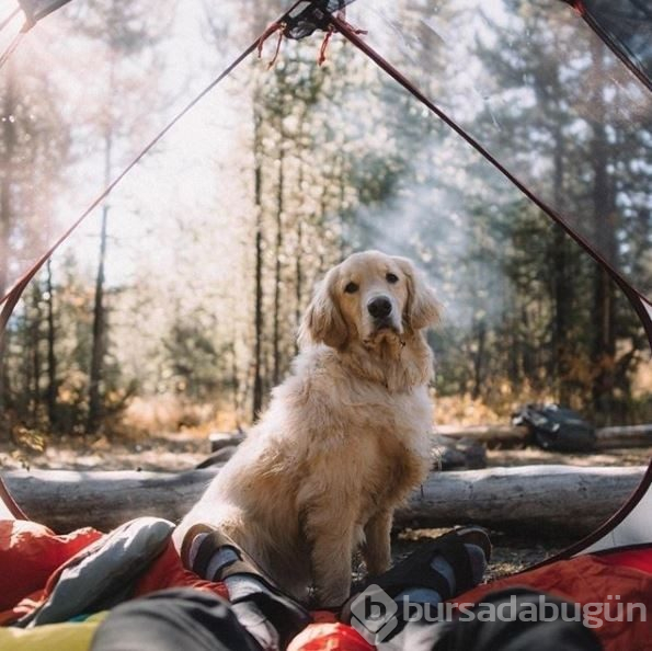 Doğa tutkunu kampçı köpekler (Köpeklerle kamp)