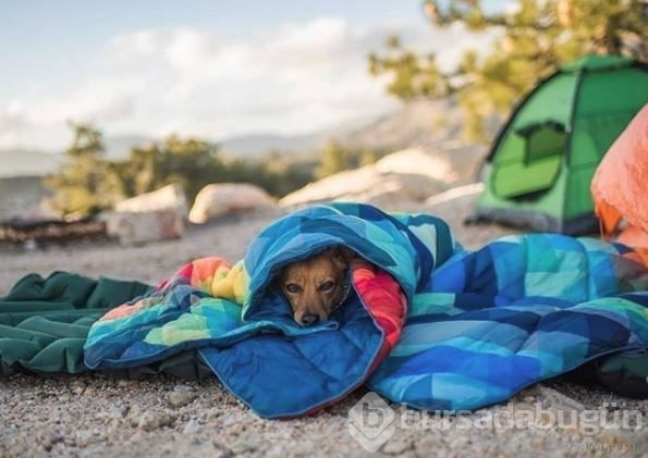 Doğa tutkunu kampçı köpekler (Köpeklerle kamp)