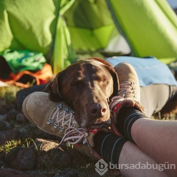 Doğa tutkunu kampçı köpekler (Köpeklerle kamp)
