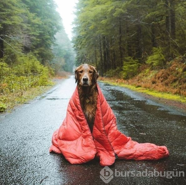 Doğa tutkunu kampçı köpekler (Köpeklerle kamp)