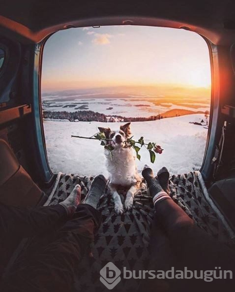 Doğa tutkunu kampçı köpekler (Köpeklerle kamp)