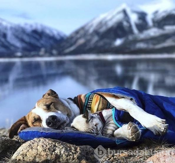 Doğa tutkunu kampçı köpekler (Köpeklerle kamp)