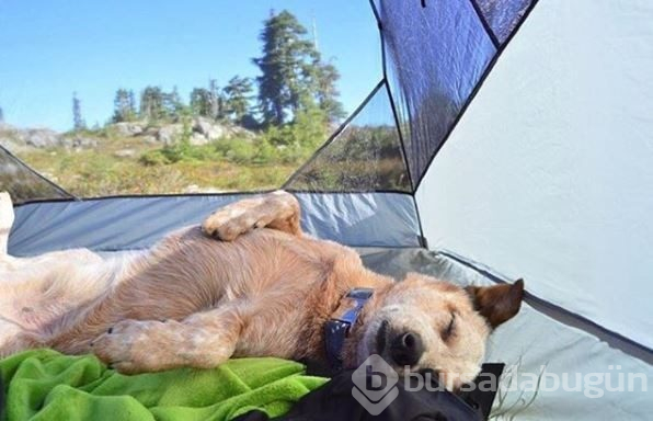 Doğa tutkunu kampçı köpekler (Köpeklerle kamp)