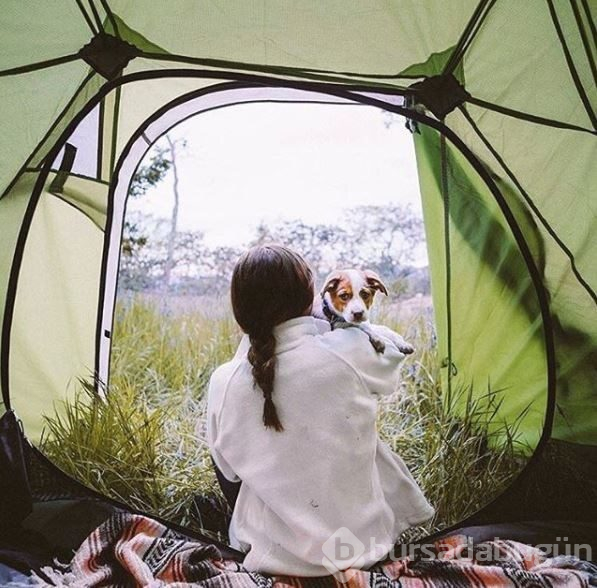 Doğa tutkunu kampçı köpekler (Köpeklerle kamp)