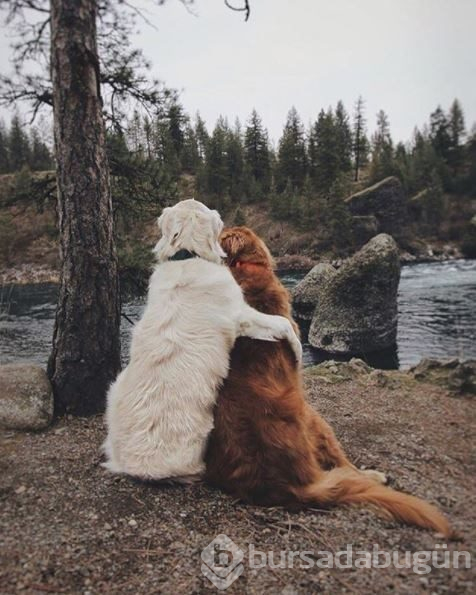 Doğa tutkunu kampçı köpekler (Köpeklerle kamp)