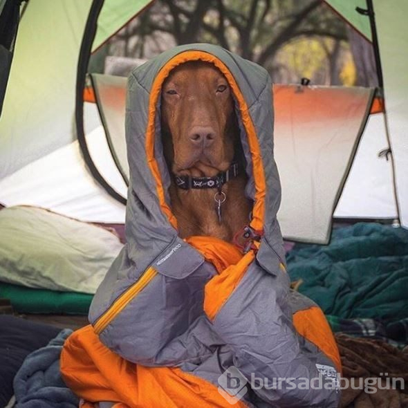 Doğa tutkunu kampçı köpekler (Köpeklerle kamp)